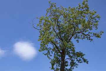 Landscapes with tree and bright sky in summer