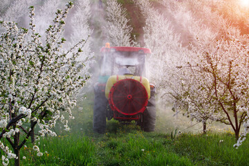 tractor sprays insecticide in cherry orchard agriculture springtime