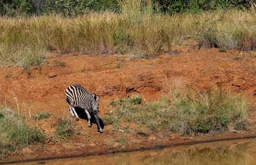 Zebra, Pilanesberg