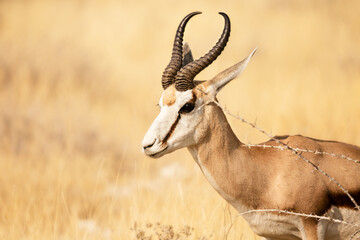Wild African animals. Springboks (medium sized antelope) in Etosha National Park. Namibia