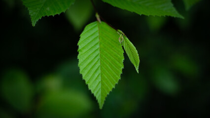Fototapeta na wymiar Green leaf in the forest.