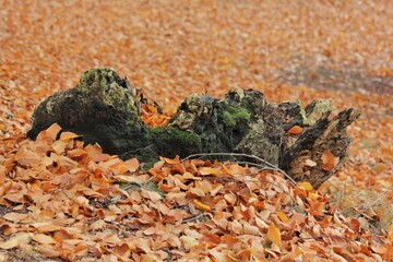 tree stump and autumn leaves on the ground