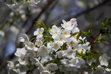 Fototapeta premium 満開の大島桜