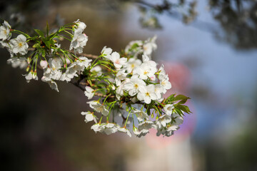 満開の大島桜