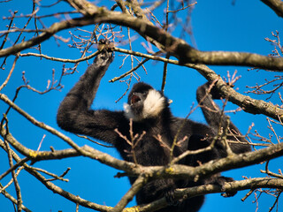 Gibbon à favoris blancs