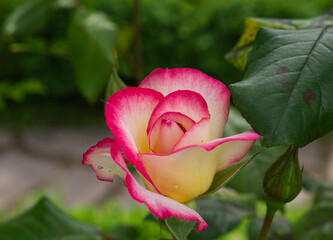 Single rose isolated with leaves on natural green background.