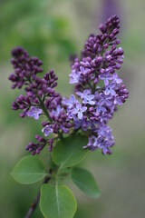 Obraz premium A branch of lilac lilac with a flower in five petals for good luck and happiness on a blurry background on a spring day