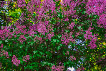 lilac lavender flowers blossom spring time garden colorful scenic natural view with green foliage of branches trees in April month time