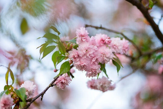 macro Photo of spring nature blooming pink sakura. Sakura flower with blooming pink and white buds. Flowers with pink petals bloom on a tree branch.