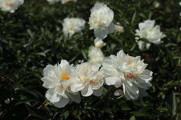 Peonies. Three white flowers in the foreground. Garden plant 