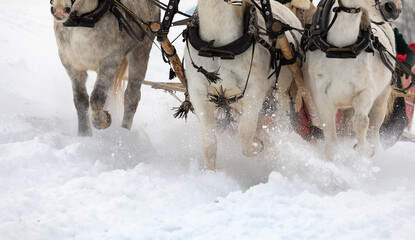 The traditional Russian troika of horses is harnessed in a sleigh. Three Horses run across a snowy...