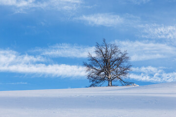 Isolated single tree on white and blue background