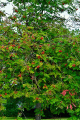 Red rowan berries on a tree in autumn, England, UK
