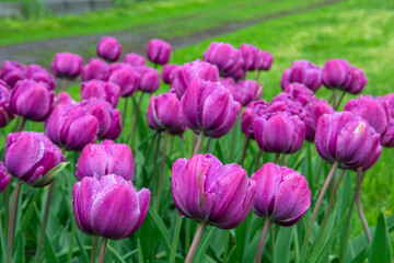 Double Late tulips
