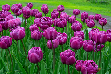 tulips in the garden