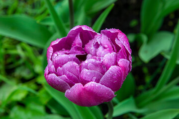 pink tulip flower