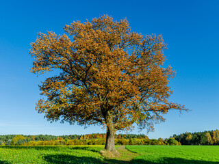 Fototapeta premium Allein stehender alter Baum mit Herbstlaub