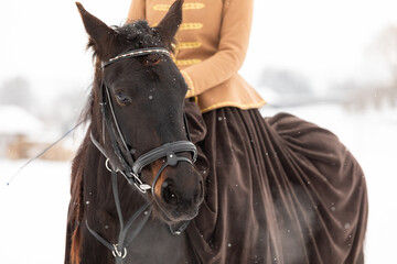 A magnificent nestled stallion in a bridle on his head. Close-up of the animal's head in the eye....