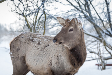 A large portrait of a red deer in a winter forest. The wild animal has branching horns cut off.