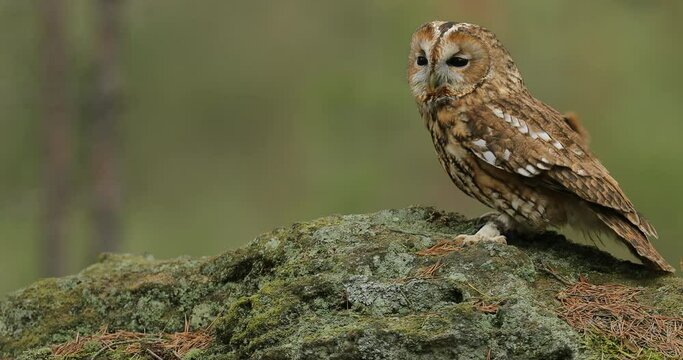 Tawny owl, Strix aluco, sitting on the stone n forest. Clear green background. Beautiful animal in the nature. Bird in the Sweden forest. Wildlife scene from dark spruce tree.