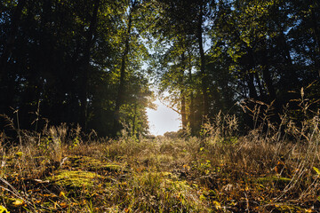 Der Wald ist ein Ort der Ruhe und wird erkennbar auf dem Foto und spiegelt die Natur so perfekt wieder.