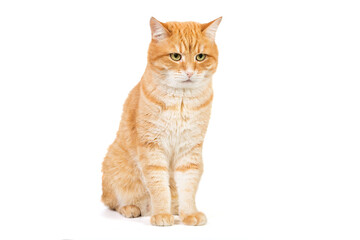 Obraz premium Portrait of a big red cat