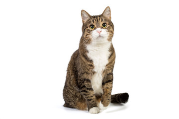 Obraz premium Large and serious grey cat