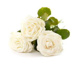 Beautiful white roses.
