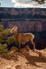 Animals at Grand Canyon