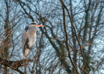 Close-up of gray heron perched on a branch