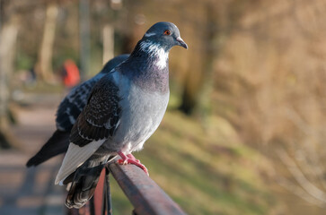 Close-up of perched pigeon
