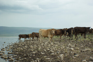 Cows near a lake on a gloomy day