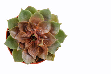 Dead echeveria in a pot. Rotten succulents with fungal and bacterial diseases., infections. The...