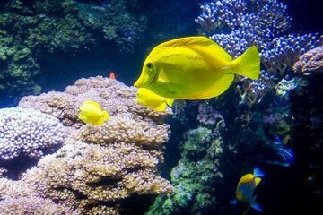 yellow tang fish swimming in ocean