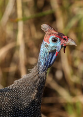 Helmeted Guineafowl, Pilanesberg National Park