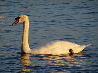 VARNA - BG sunset and swans