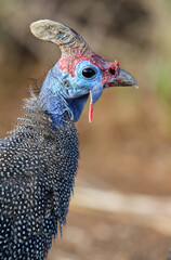 Helmeted Guineafowl, Pilanesberg National Park