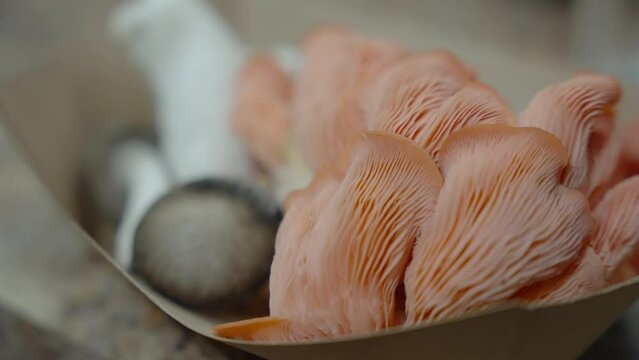 mushrooms in a basket