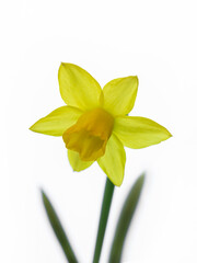 Closeup of flowers of Narcissus 'Tête-à-tête' against a white background