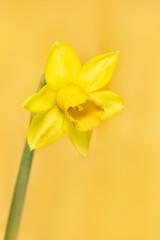 Closeup of flowers of Narcissus 'Tête-à-tête' against a yellow background