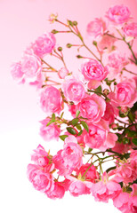Fototapeta na wymiar Beautiful Roses Bouquet Flowers isolated on pink background