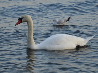Fototapeta premium VARNA - BG sunset and swans