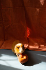 Guinea pig smells or eats a sweet peach on the floor in front of a pink tablecloth
