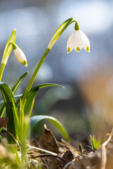 The first spring flowers spring snowflake (Leucojum vernum) in the evening light. Leucojum vernum, called spring snowflake is a perennial bulbous flowering plant species in the family Amaryllidaceae.