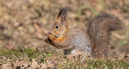 Naklejka na ściany i meble orange fine squirrel eating small nut