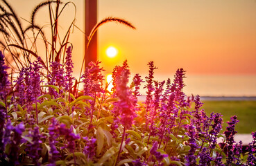Flowers in the Sunset