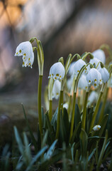 Spring snowflake flower (Leucojum vernum). Beautiful white spring flower in forest. Colorful nature background.