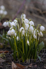 Spring snowflake flower (Leucojum vernum). Beautiful white spring flower in forest. Colorful nature background.