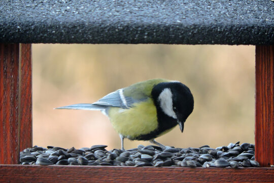 The great tit eating sunflower seeds inside a brown wooden bird feeder, blurred background