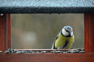 The Eurasian blue tit sitting inside a wooden bird feeder, blurred background
